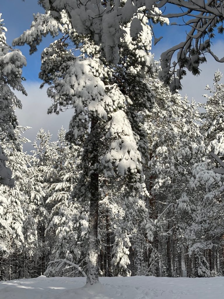 Koirametsä Rymy Salo rymymetsa
