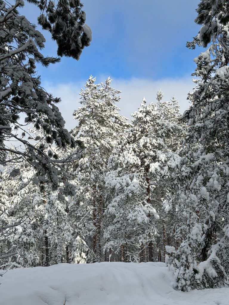 Koirametsä Rymy Salo rymymetsa