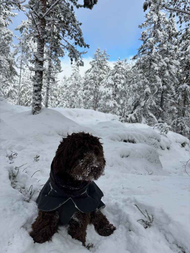 Koirametsä Rymy Salo rymymetsa