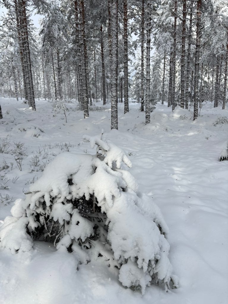Koirametsä Rymy Salo rymymetsa