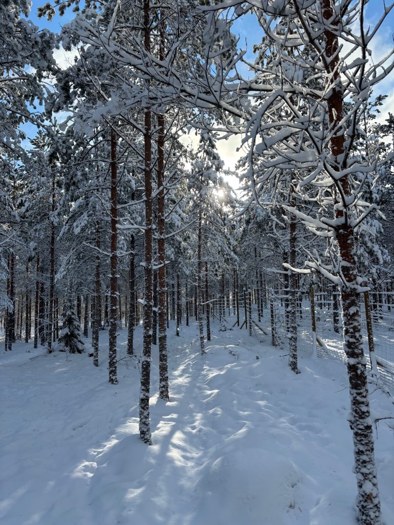Koirametsä Rymy Salo rymymetsa