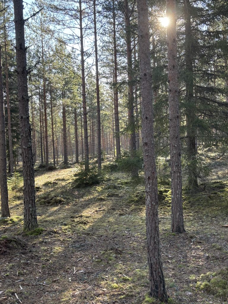 Koirametsä Rymy Salo rymymetsa