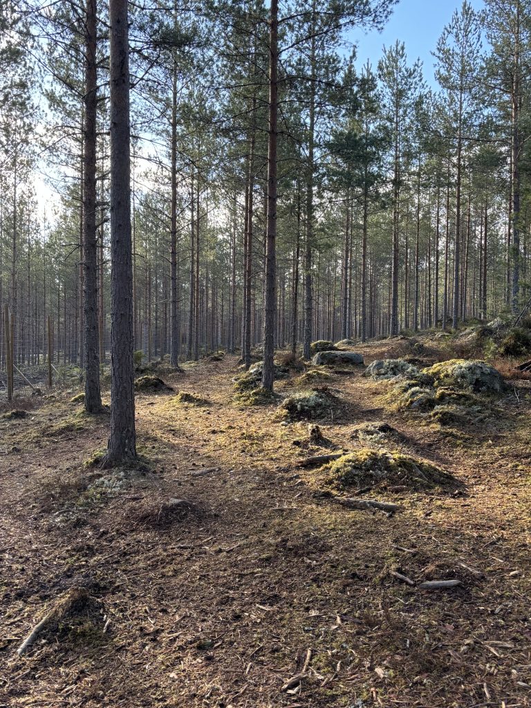 Koirametsä Rymy Salo rymymetsa